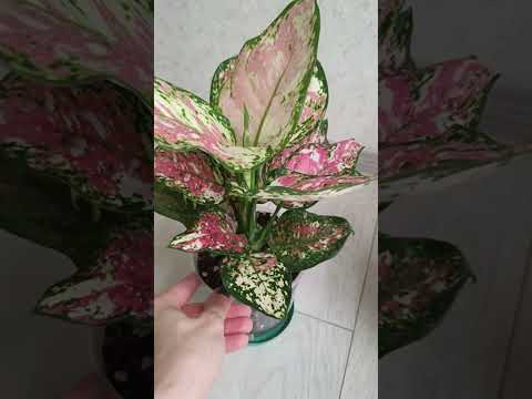 Видео: Новые сорта в моей коллекции.🥰 Сансевиерии, хойи и аглаонема💚🌿🪴