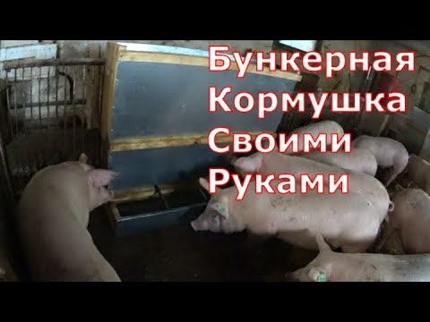 Видео: Как сделать бункерную кормушку для свиней