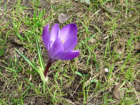 Видео: Ганна Скаржынская-Савіцкая: "Чаму пралескі сінія". Аўдыёкніга з тэкстам.
