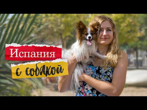 Видео: Как Выжить с Собакой в Испании! Переезд, Грумер, Правила перевозки, Ветеринария и Цены 🇪🇸 🐾
