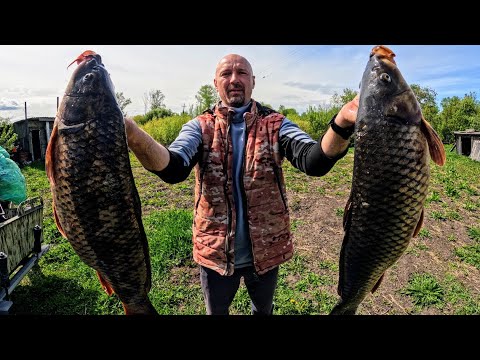Видео: Рыбалка на паук ТОННЫ САЗАНА В ТРУБЕ или как я засадил ниву. Рыбалка 2025. Рыбалка на подъемник.