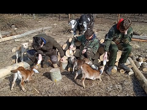 Видео: ХУТОРСКИЕ каникулы! КАЗЛЫ в руках , ЖУРАВЛИ в небе,а  ЦЕППЕЛИНЫ .... А цеппелины в... Ээээх!? №22