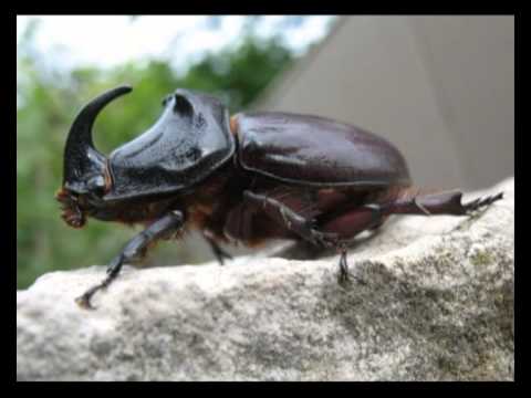 Видео: Природоведение 55. Самый сильный — Шишкина школа