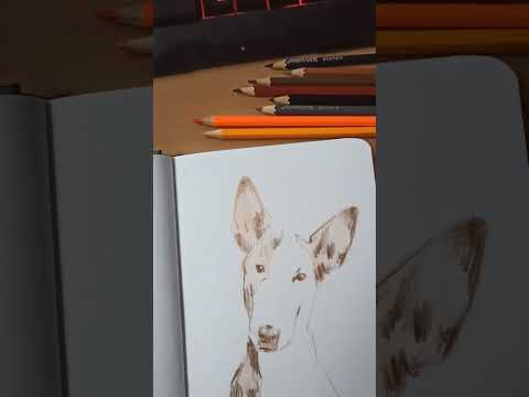 Видео: Рисую и болтаю. Портрет рыжей собаки