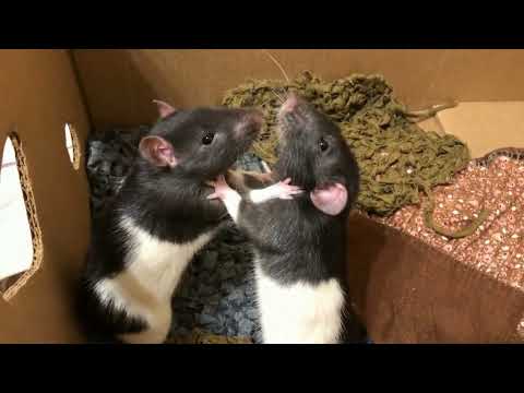 Видео: Крысы дерутся  Когда нужно вмешаться?! #ratsfight #animal #крысы