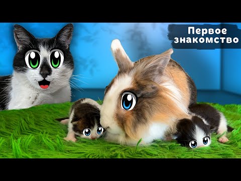 Видео: ПЕРВОЕ ЗНАКОМСТВО КОТЯТ и ПИТОМЦЕВ А НУ-КА ДАВАЙ-КА! КОТ МАЛЫШ vs КОШКА ИСА! РЕАКЦИЯ КРОЛИКА БАФФИ