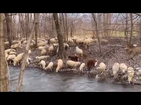 Видео: Жизнь в деревне - Северная Македония