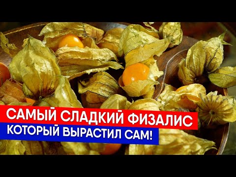 Видео: Самый сладкий физалис - который вырастил сам!