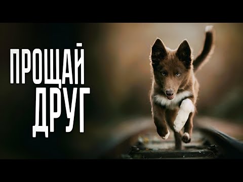 Видео: Так мог написать только Эдуард Асадов...
