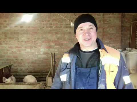 Видео: Дали поросятам рыбу и наблюдаем что происходит...