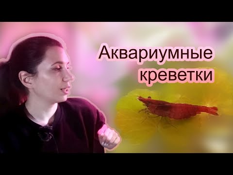 Видео: Мои секреты успешного содержания аквариумных креветок неокаридин, уход и разведение!