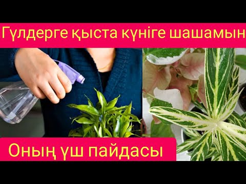 Видео: ГҮЛДЕРГЕ ҚЫСТА КҮНІГЕ ШАШАМЫН ОНЫҢ ҮШ ПАЙДАСЫ БАР