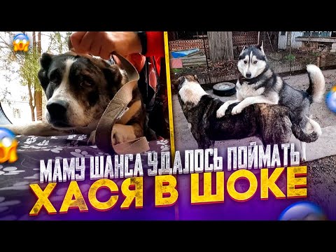 Видео: Как удалось поймать маму Шанса😱 даже БЕЗ Увыша. Хася очень рад Белке😍