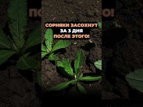 Видео: СОРНЯКИ СОХНУТ за 3 дня после этого! #дача #огород #сорняки #средствоотсорняков