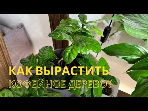 Видео: Как вырастить кофейное дерево. Правила ухода за кофе.