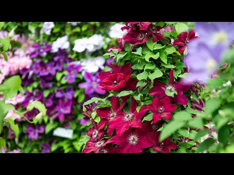 Видео: НУЖНА ЛИ ПРИЩИПКА КЛЕМАТИСУ В ПЕРВЫЙ ГОД ПОСАДКИ.ОБЗОР РАСТЕНИЙ ПОСЛЕ ПРИЩИПКИ.