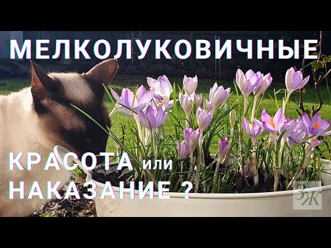 Видео: Где и Как Сажать Мелкие Весенние Луковичные Цветы #крокус #мускари #подснежник #рябчик