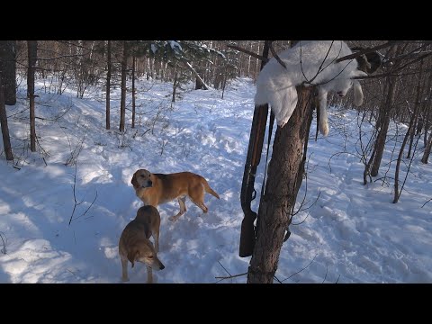 Видео: Охота на зайца с русскими гончими 2023