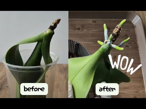 Видео: Орхидеи!!! Простой способ пустить новые корни
