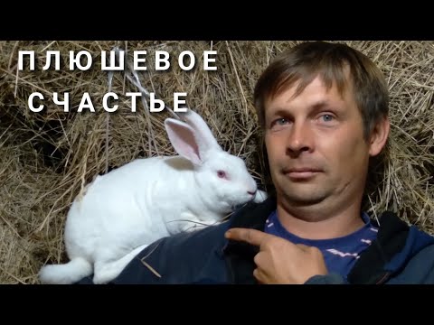 Видео: Кролики породы РЕКС.4 года содержания.