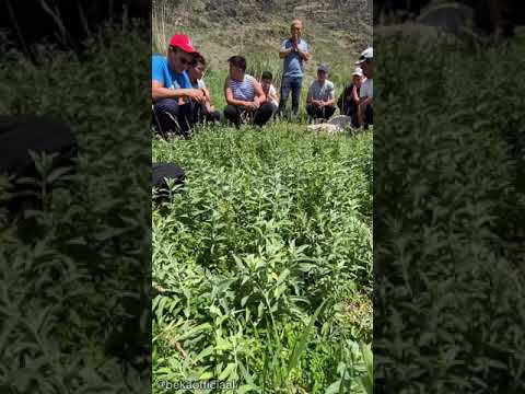 Видео: Бақты ауылы 2020