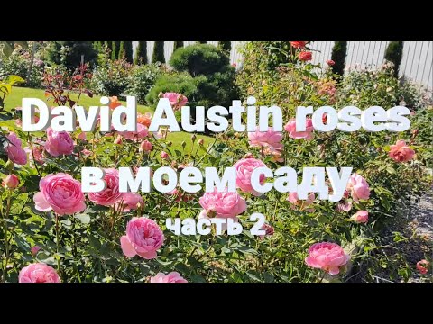 Видео: РОЗЫ ДЭВИДА ОСТИНА: сорта в моем саду 2 Часть | David Austin roses