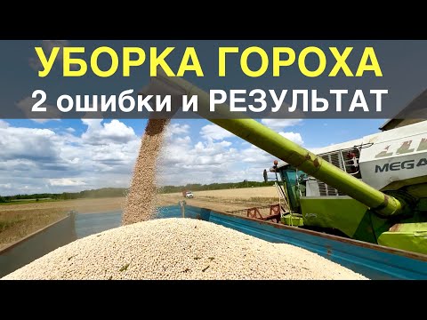 Видео: Уборка ГОРОХА | Результаты. ЧТО С НИМ ДЕЛАТЬ?