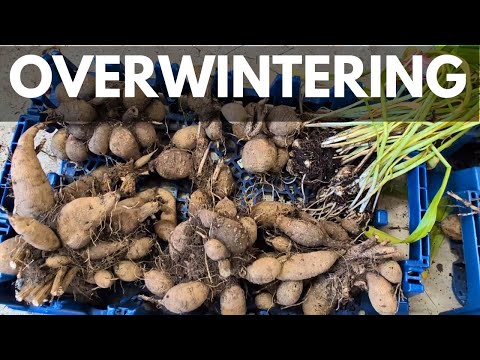 Видео: Зимовка георгинов и калл | Подготовка нежных растений к зимнему хранению