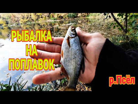 Видео: ОТЕЦ МЕНЯ ОБЛОВИЛ !!! | РЫБАЛКА НА ПОПЛАВОК !!! | РЕКА ПСЁЛ КЕШИТ РЫБОЙ !!!
