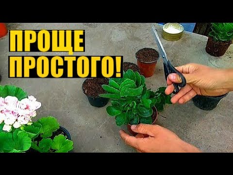 Видео: РАЗМНОЖЕНИЕ КАЛАНХОЭ ЧЕРЕНКАМИ. УКОРЕНЕНИЕ 100%