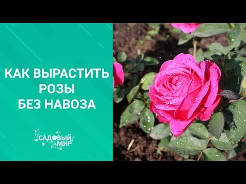 Видео: РОЗЫ БЕЗ НАВОЗА. Как вырастить