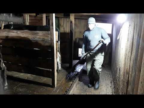 Видео: Уборка навоза из сарая.