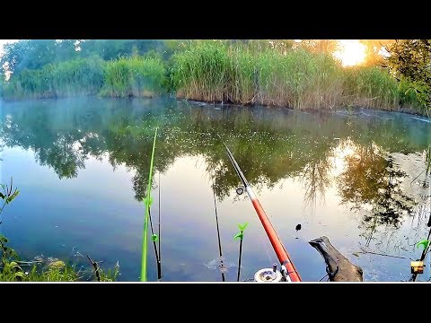 Видео: ЛОВЛЯ КАРАСЯ на ПОПЛАВОК с БЕРЕГА