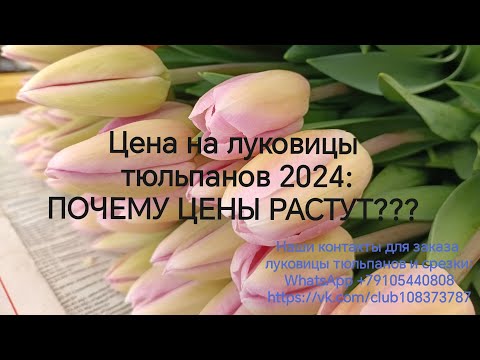 Видео: Цена на луковицы ВЕСНА 2024: почему цены растут? Обзор тюльпанов на 4 февраля 2024. Некроз луковиц
