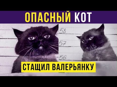 Видео: Приколы с котами. Опасный кот | Мемозг #198
