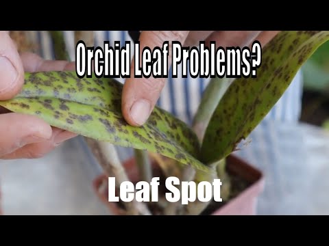 Видео: Проблемы с листьями орхидей. Болезни орхидей и грибки, лечение и профилактика от профессионала.