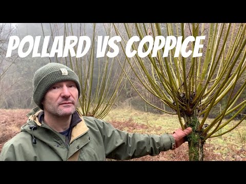 Видео: Поллардинг против коппикинга