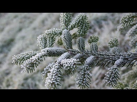 Видео: ТОП мужских зимних ароматов