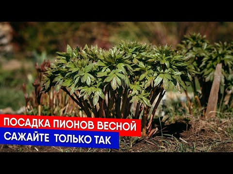 Видео: Посадка пионов весной - сажайте  только так