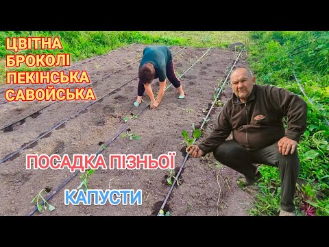 Видео: Посадка капусти на осінь. Цвітна, броколі, пекінська і савойська