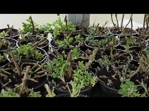 Видео: РАБОТА С РАСТЕНИЯМИ ПЕРЕД ЗИМОВКОЙ. ГОТОВЛЮСЬ К НОВОМУ СЕЗОНУ.