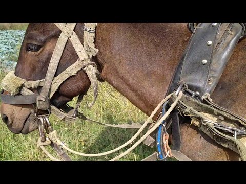 Видео: Мул в домашнем хозяйстве. 2 часть.