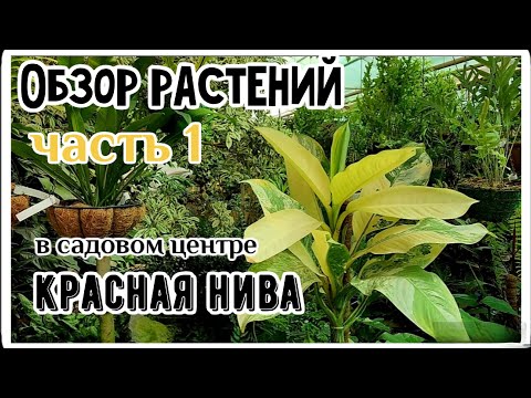 Видео: Тропический рай в Подмосковье. Обзор растений в садовом центре Красная Нива г. Долгопрудный