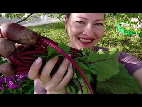 Видео: ТРИ УРОЖАЯ ЗА СЕЗОН | ОГОРОД БЕЗ ХЛОПОТ | семейный влог