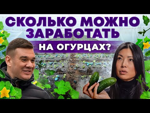 Видео: Знаменитые Луховицкие огурцы | Сколько приносит одна теплица? Тепличный бизнес | Андрей Даниленко