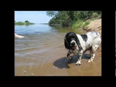 Видео: Памяти моей собаки - русского спаниеля Чара.wmv