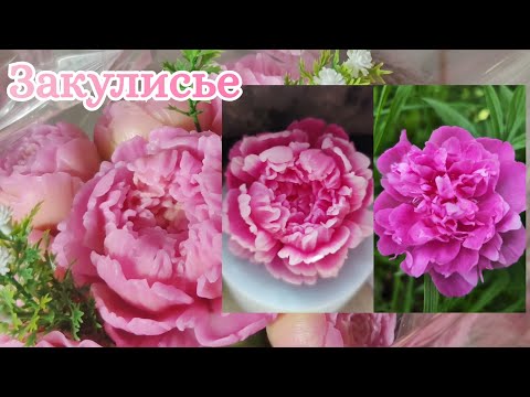 Видео: Как делают букеты из мыльных цветов / Будни мыловара / Возвращаемся в процесс после летнего отпуска🌞