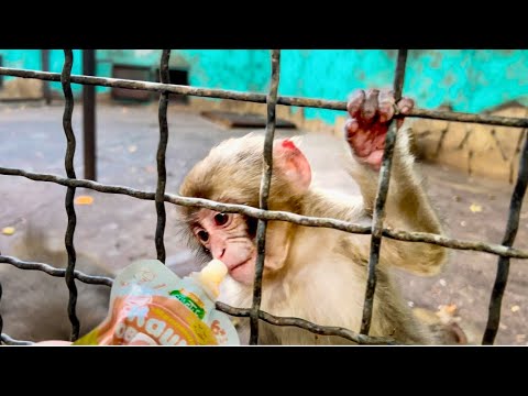 Видео: Финик пришел ЗНАКОМИТСЯ с недавно родившимся малышом в семье макак и ПРИНЕС ИМ УГОЩЕНИЯ!)) 