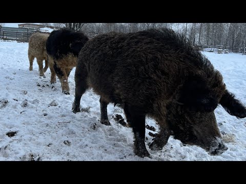 Видео: Содержание венгерской Мангалица на Урале