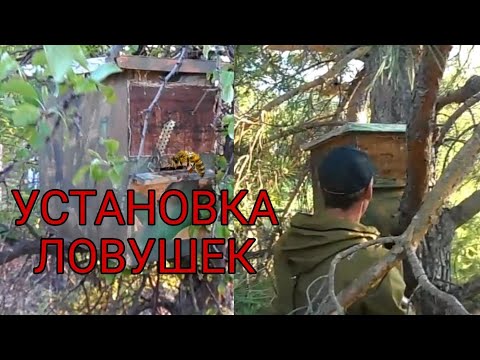 Видео: Установка ловушек